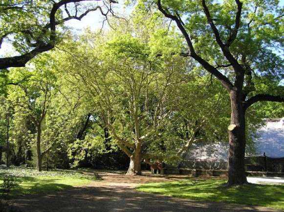 Image - The Odesa University Botanical Garden.